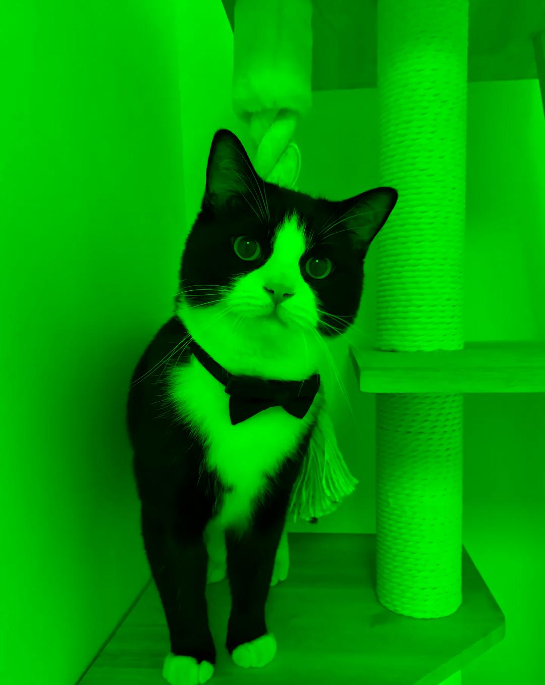 cat_green.jpg